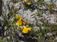 Aspalathus linguiloba