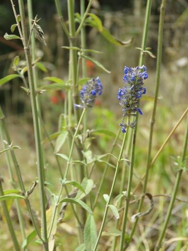 Lavender Leaf Sage
