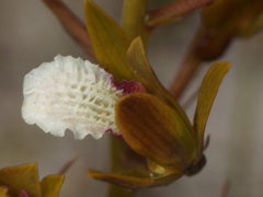 Eulophia lamellata