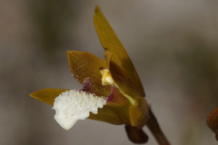 Eulophia lamellata