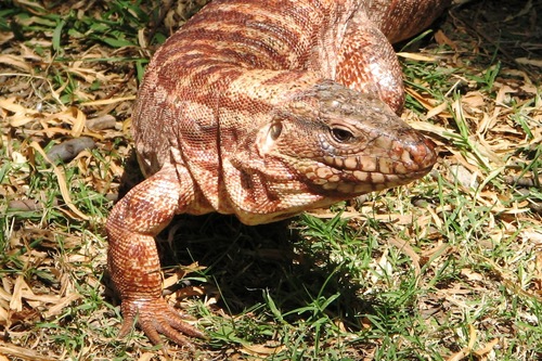 Salvator rufescens