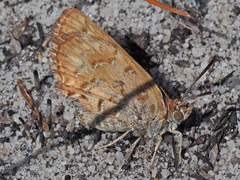 Aloeides pierus