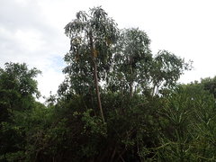 Cussonia spicata