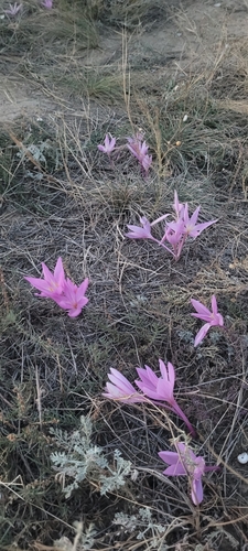 Colchicum laetum