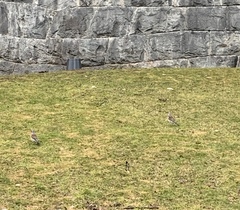 Turdus pilaris