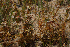 Cuscuta nitida