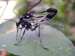 Eremnophila
