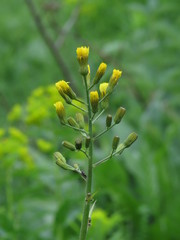Crepis praemorsa