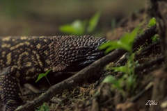 Heloderma exasperatum