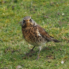 Turdus pilaris