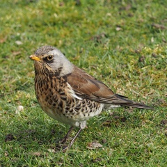 Turdus pilaris