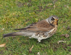 Turdus pilaris
