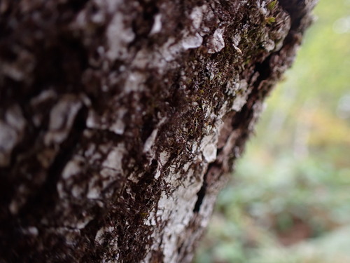 Image of Frullania bolanderi by no rights reserved