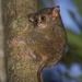 Spectral Tarsier - Photo (c) Lip Kee Yap, some rights reserved (CC BY-SA)