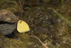 Eurema hecabe solifera