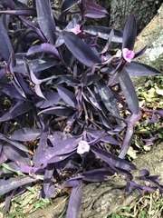 Tradescantia pallida