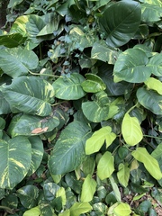Epipremnum aureum
