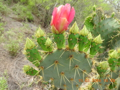 Opuntia aciculata