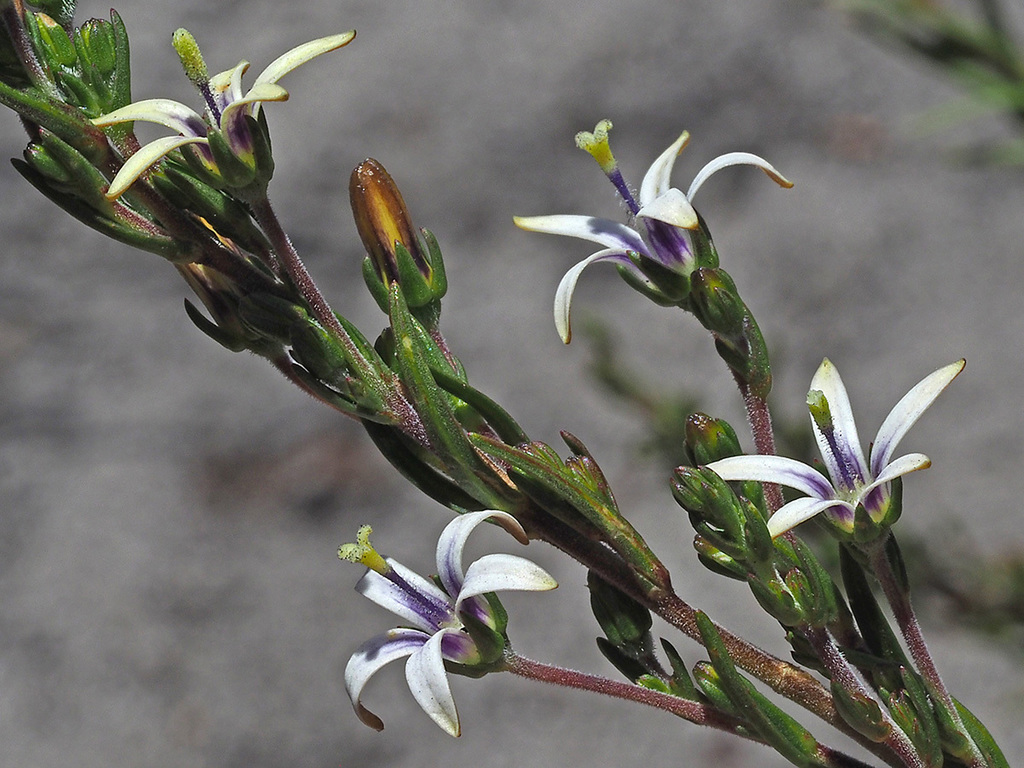 Wahlenbergia longifolia
