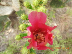 Opuntia aciculata