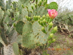 Opuntia aciculata