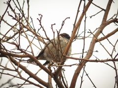 Passer domesticus