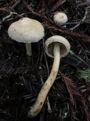 Inocybe kauffmanii