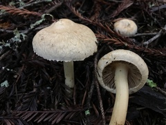 Inocybe kauffmanii