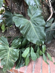 Philodendron