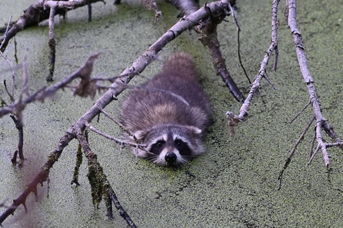 Common Raccoon photographed in Oklahoma