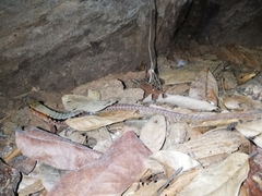 Holcosus leptophrys