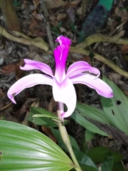 Sobralia decora
