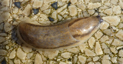 Arion fasciatus