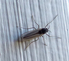 Orthocladiinae