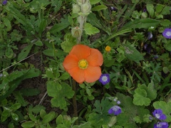 Sphaeralcea lindheimeri