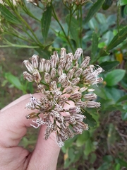Symphyopappus