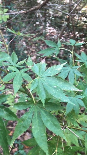Acer palmatum