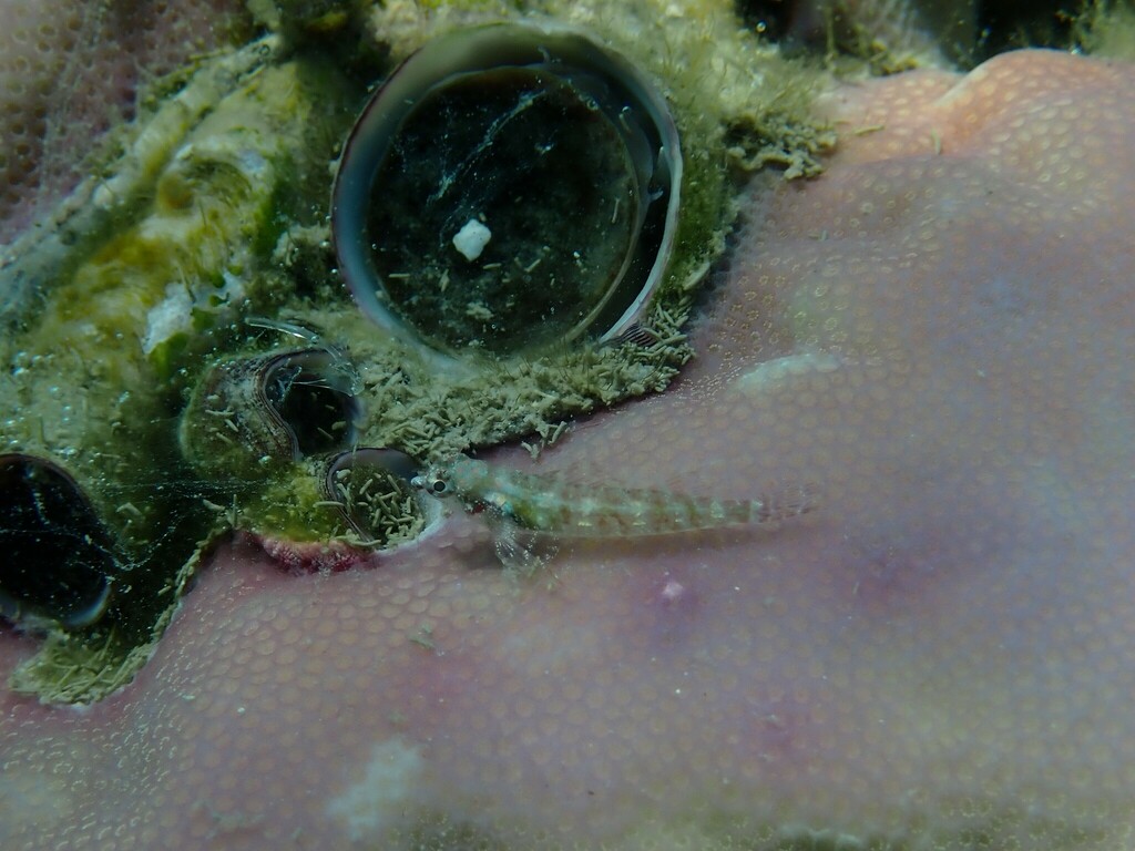 High hat triplefin (Enneapterygius tutuilae) — Tripterygiidae
