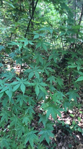 Acer palmatum