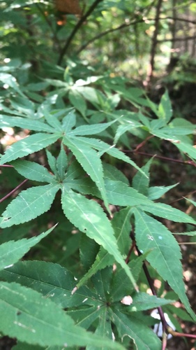 Acer palmatum