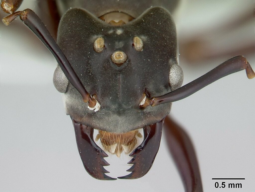 Bregmatomyrma carnosa