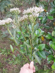 Symphyopappus