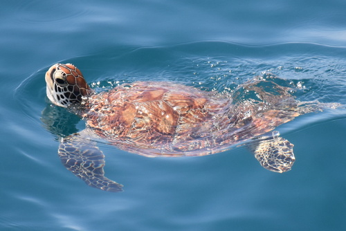 Green Sea Turtle — seen at this dive site