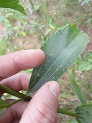 Symphyopappus