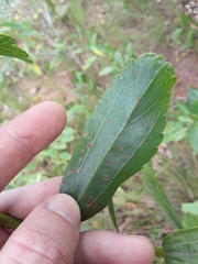 Symphyopappus