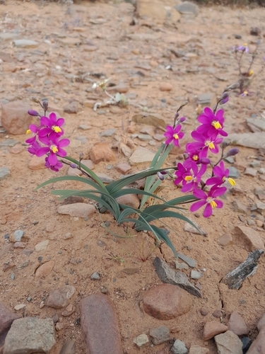 Roggeveld Kalossie (Ixia curvata)