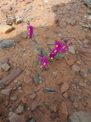 Image of Ixia curvata by (c) James Deacon, some rights reserved (CC BY-SA)