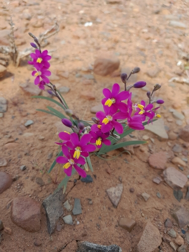 Image of Ixia curvata by (c) James Deacon, some rights reserved (CC BY-SA)