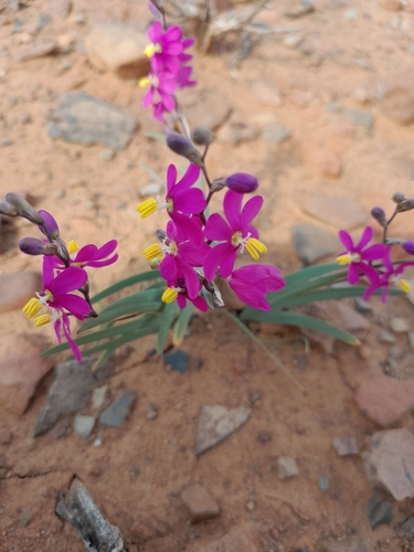 Image of Ixia curvata by (c) James Deacon, some rights reserved (CC BY-SA)