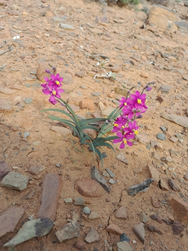 Image of Ixia curvata by (c) James Deacon, some rights reserved (CC BY-SA)